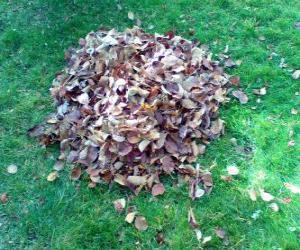 пазл Подняв опавшие листья